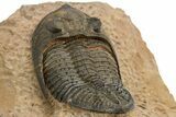 Excellent Zlichovaspis Trilobite - Lghaft, Morocco #310516-5